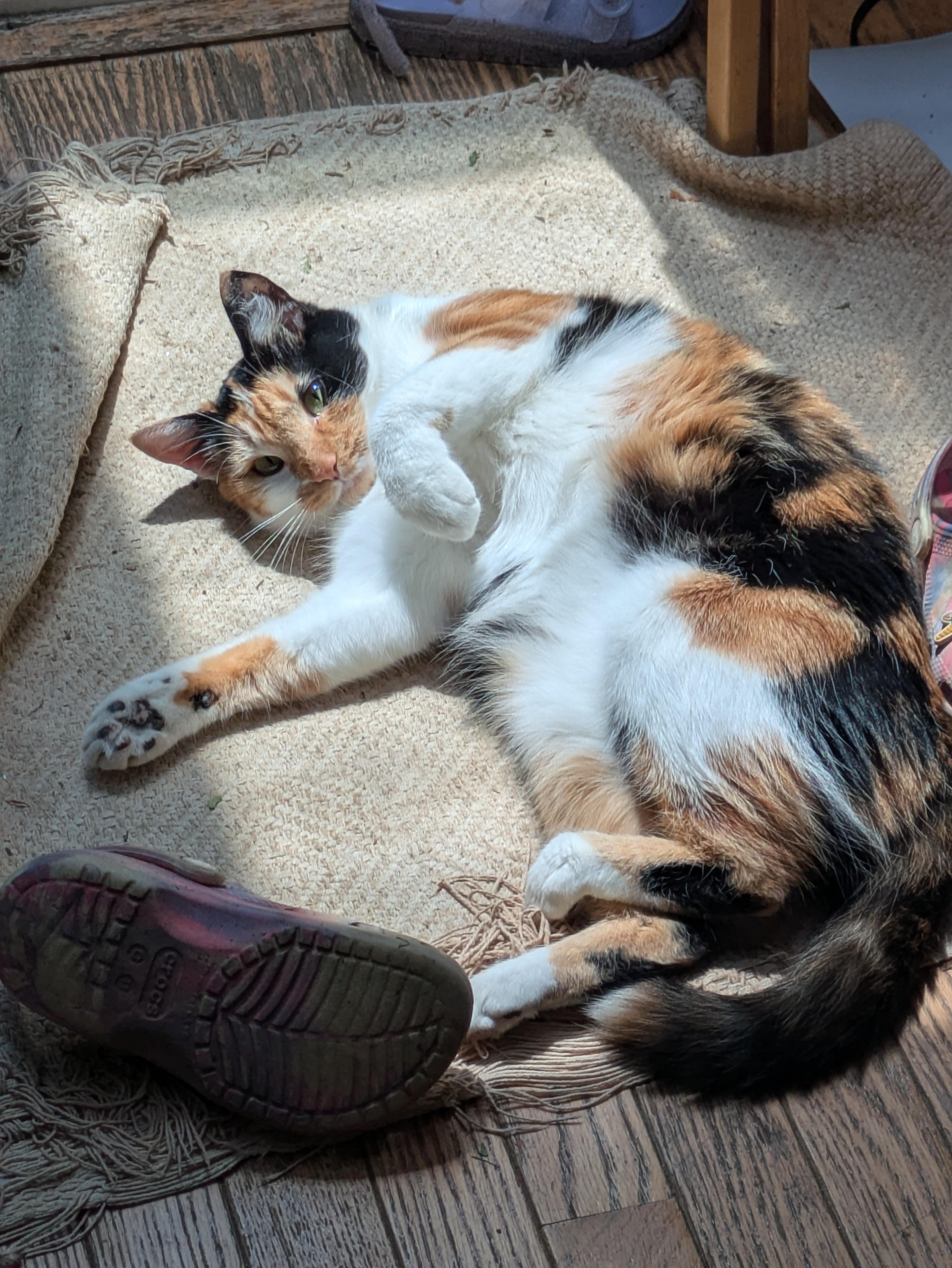 Clover , an adoptable mixed breed in Succasunna, NJ image 5/5
