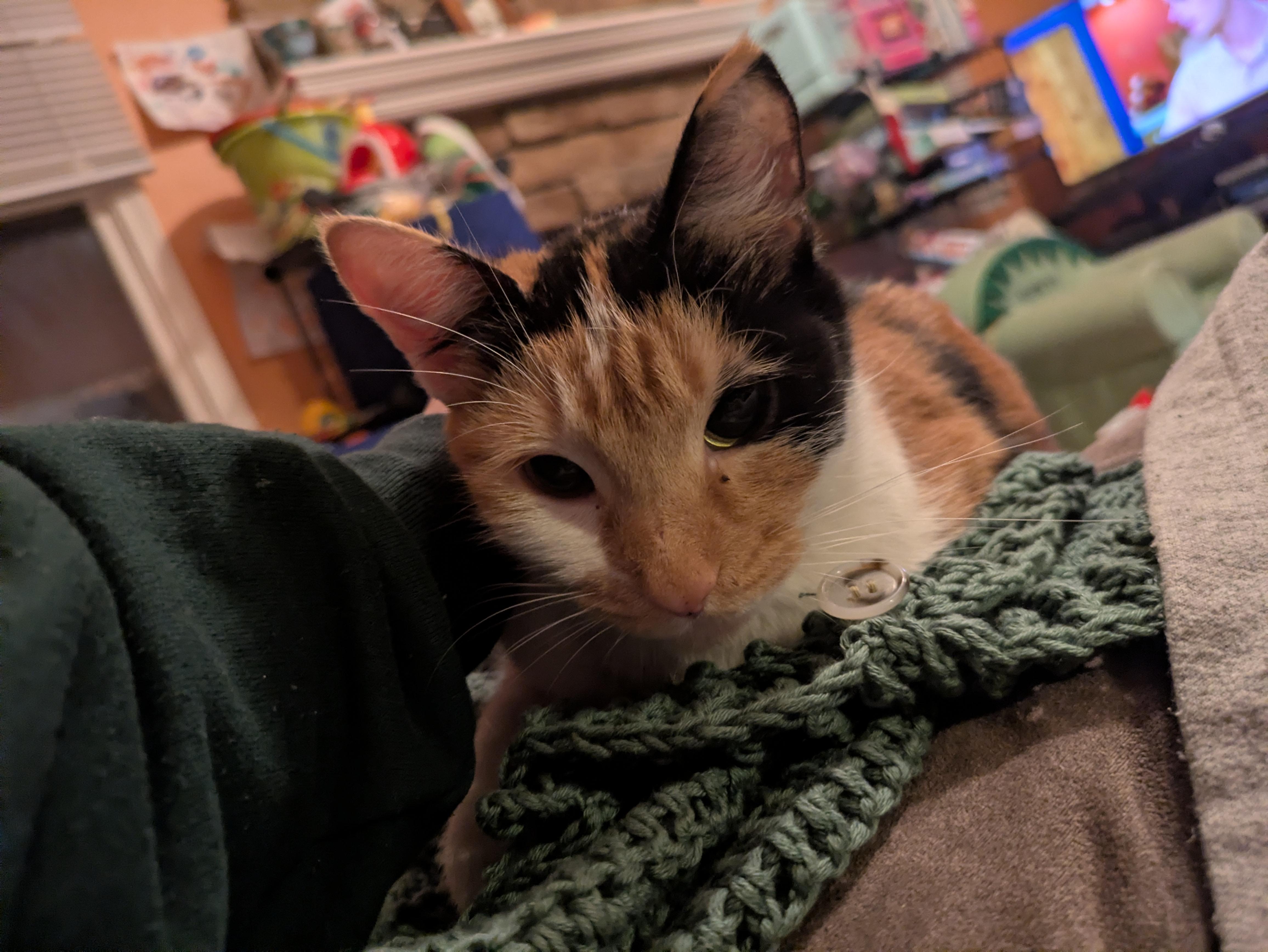 Enlarge Clover , an adoptable mixed breed in Succasunna, NJ image 2/3