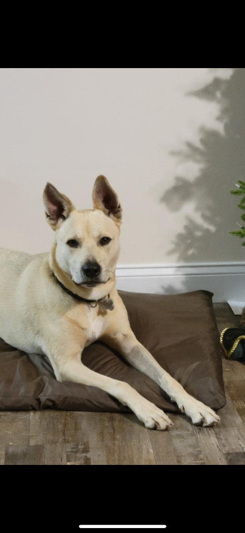 Cider, a Adoptable Carolina Dog in Oviedo, FL image 1/2
