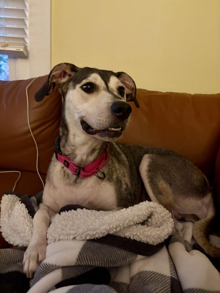 Ginger, Adoptable, Adult Female Shepherd & Hound.