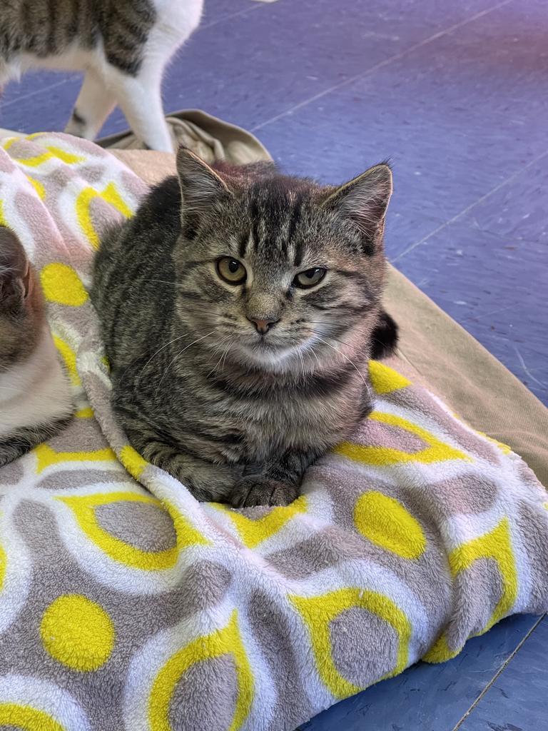 Enlarge Griffin, a Adoptable mixed breed in Jim Thorpe, PA image 2/5