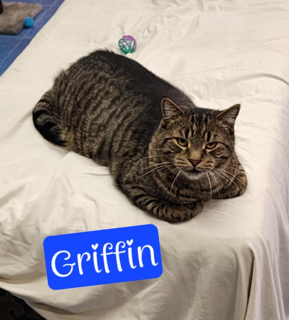 Enlarge Griffin, a Adoptable mixed breed in Jim Thorpe, PA image 4/5
