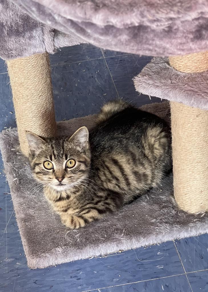 Enlarge Griffin, a Adoptable mixed breed in Jim Thorpe, PA image 5/5