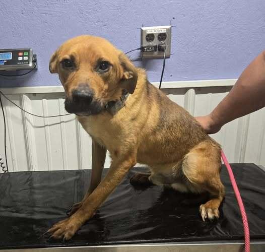 Willy, Adoptable, Adult Male Hound.