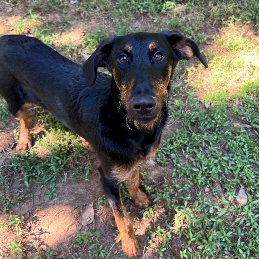 Enlarge Isles, a Adoptable mixed breed in Versailles, KY image 1/2