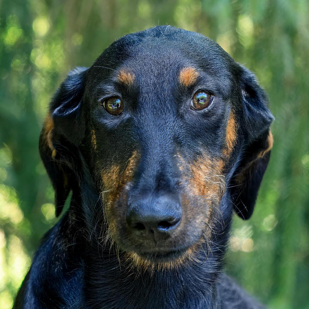 Enlarge Isles, a Adoptable mixed breed in Versailles, KY image 2/2