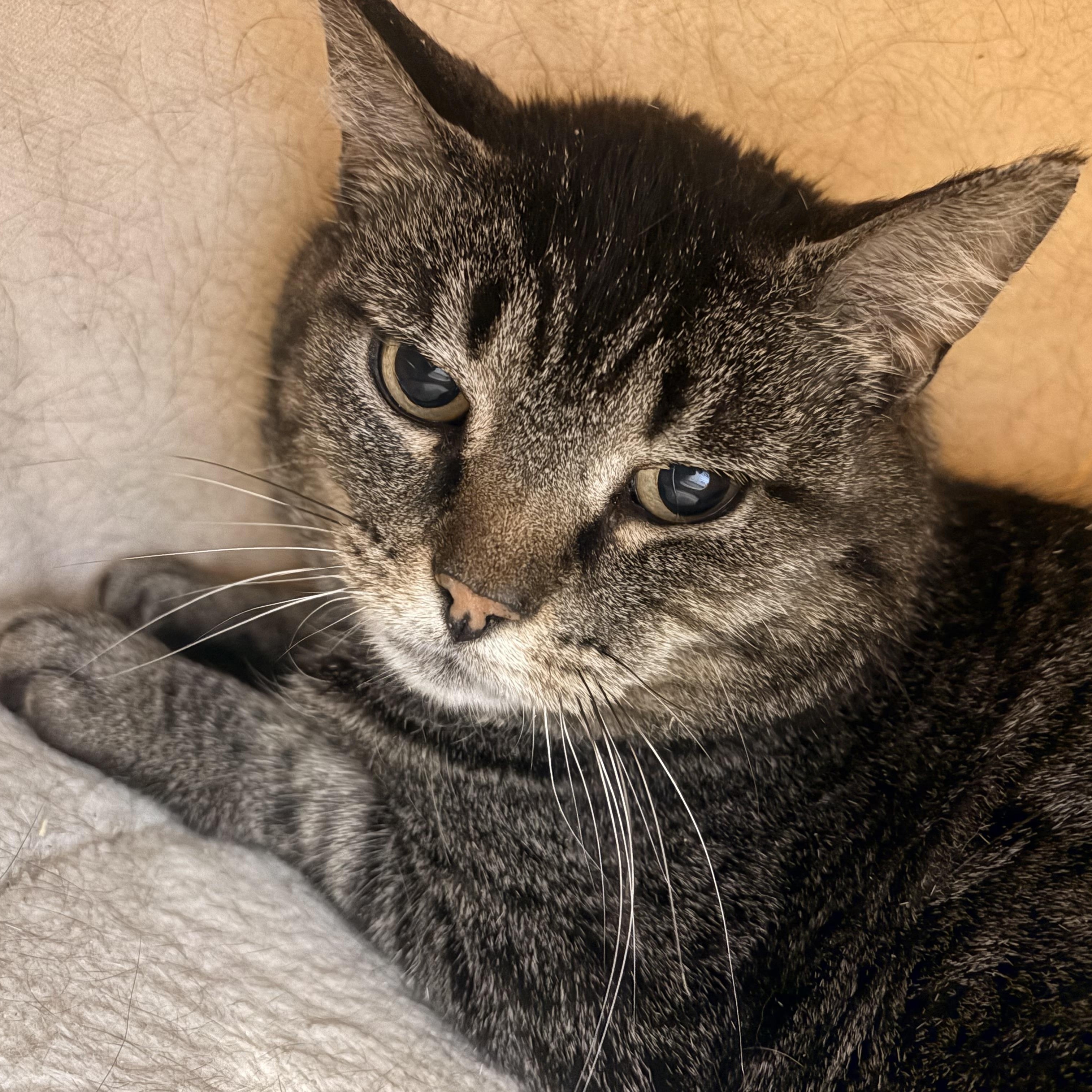 Greta, a ADOPTABLE Domestic Short Hair in Fredericton, NB image 3/6