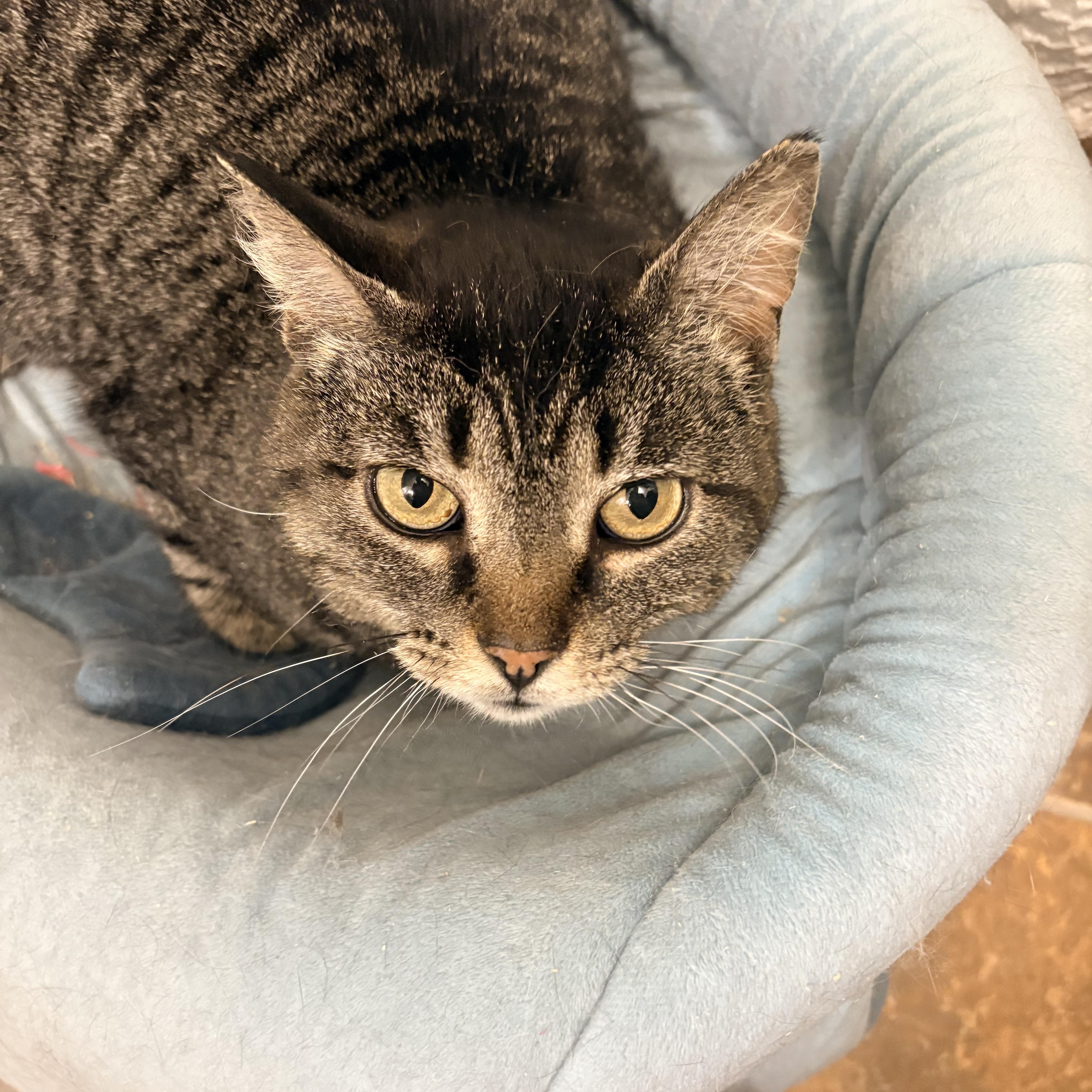 Greta, ADOPTABLE, Adult Female Domestic Short Hair.
