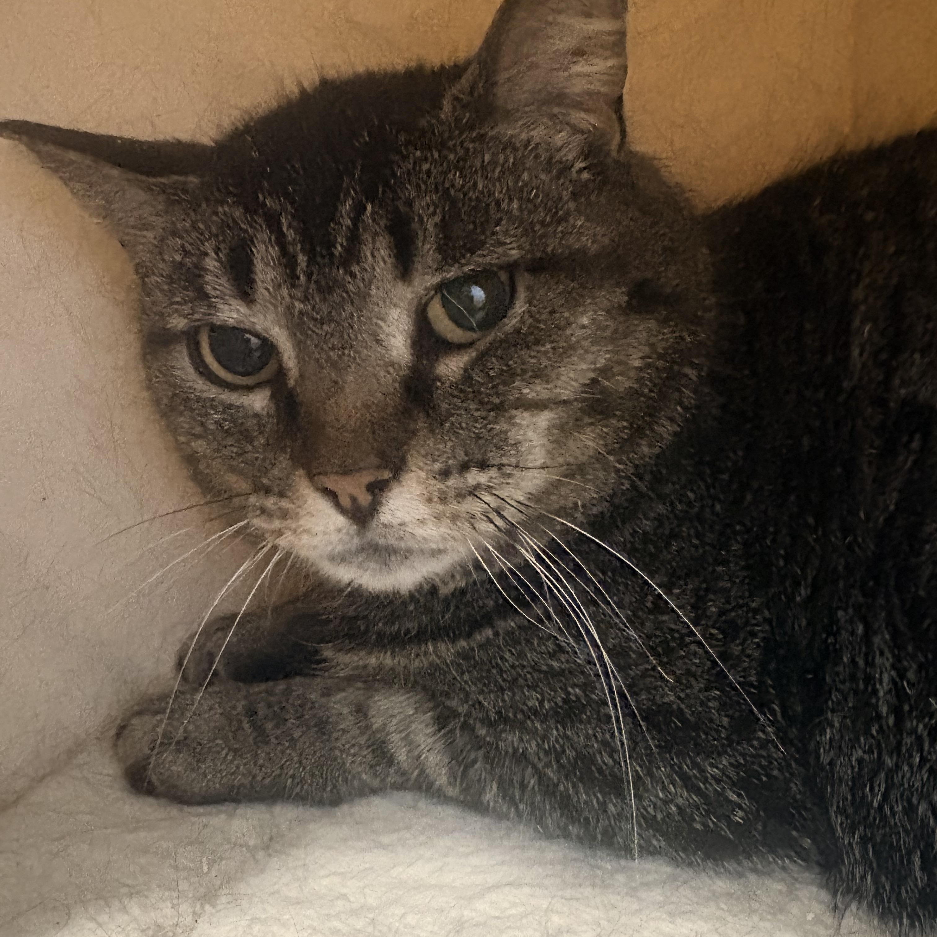 Greta, a ADOPTABLE Domestic Short Hair in Fredericton, NB image 4/6