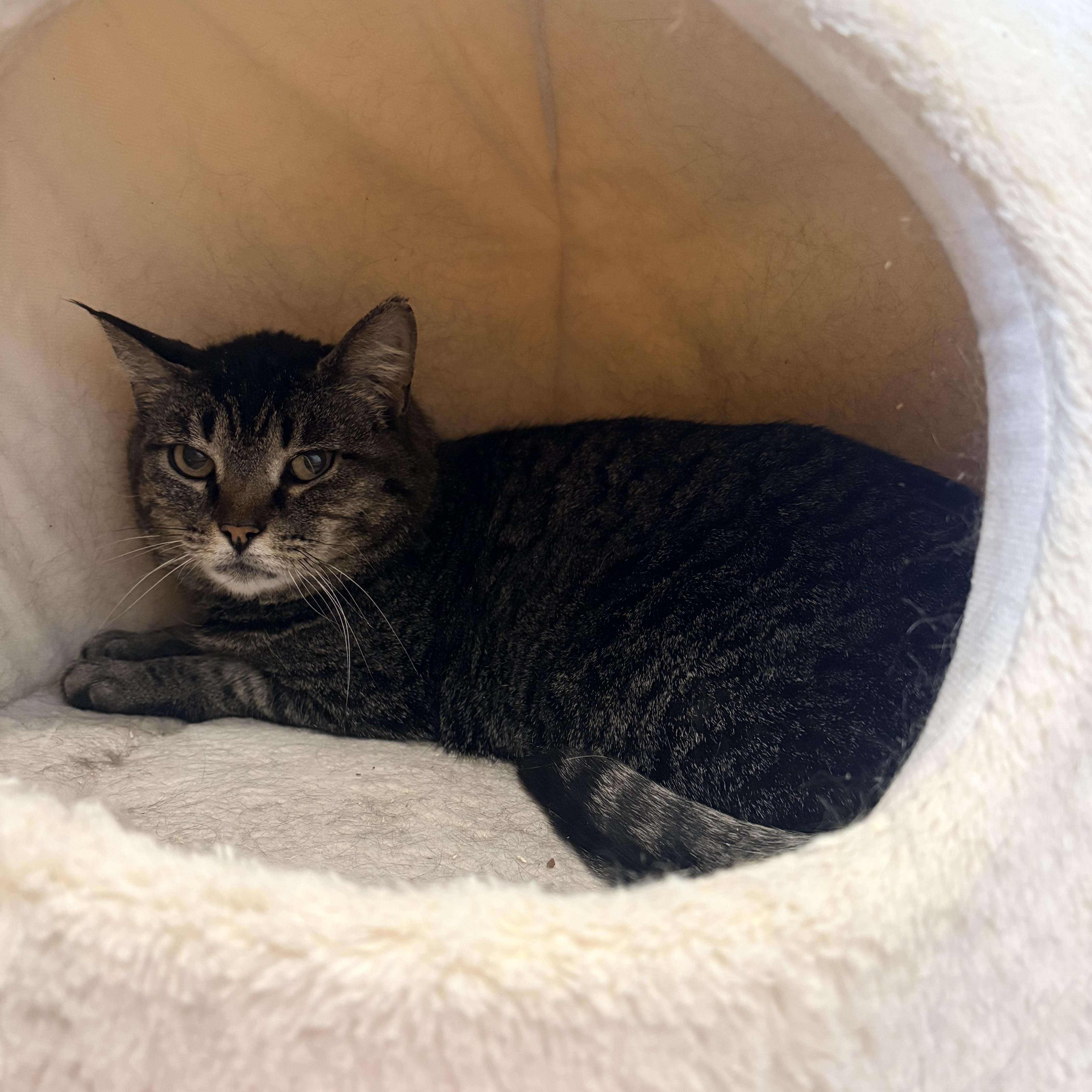 Greta, a ADOPTABLE Domestic Short Hair in Fredericton, NB image 6/6