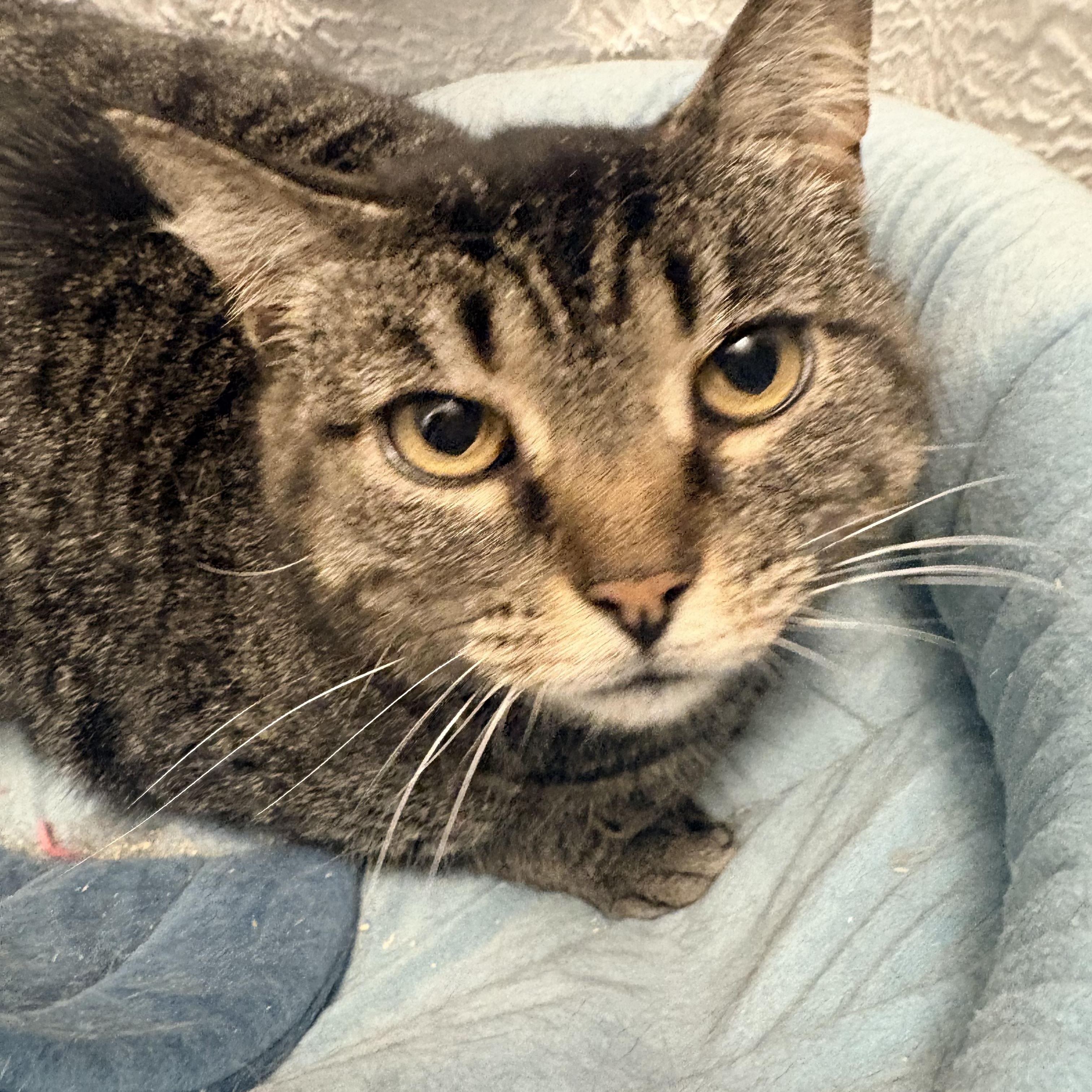 Greta, a ADOPTABLE Domestic Short Hair in Fredericton, NB image 2/6
