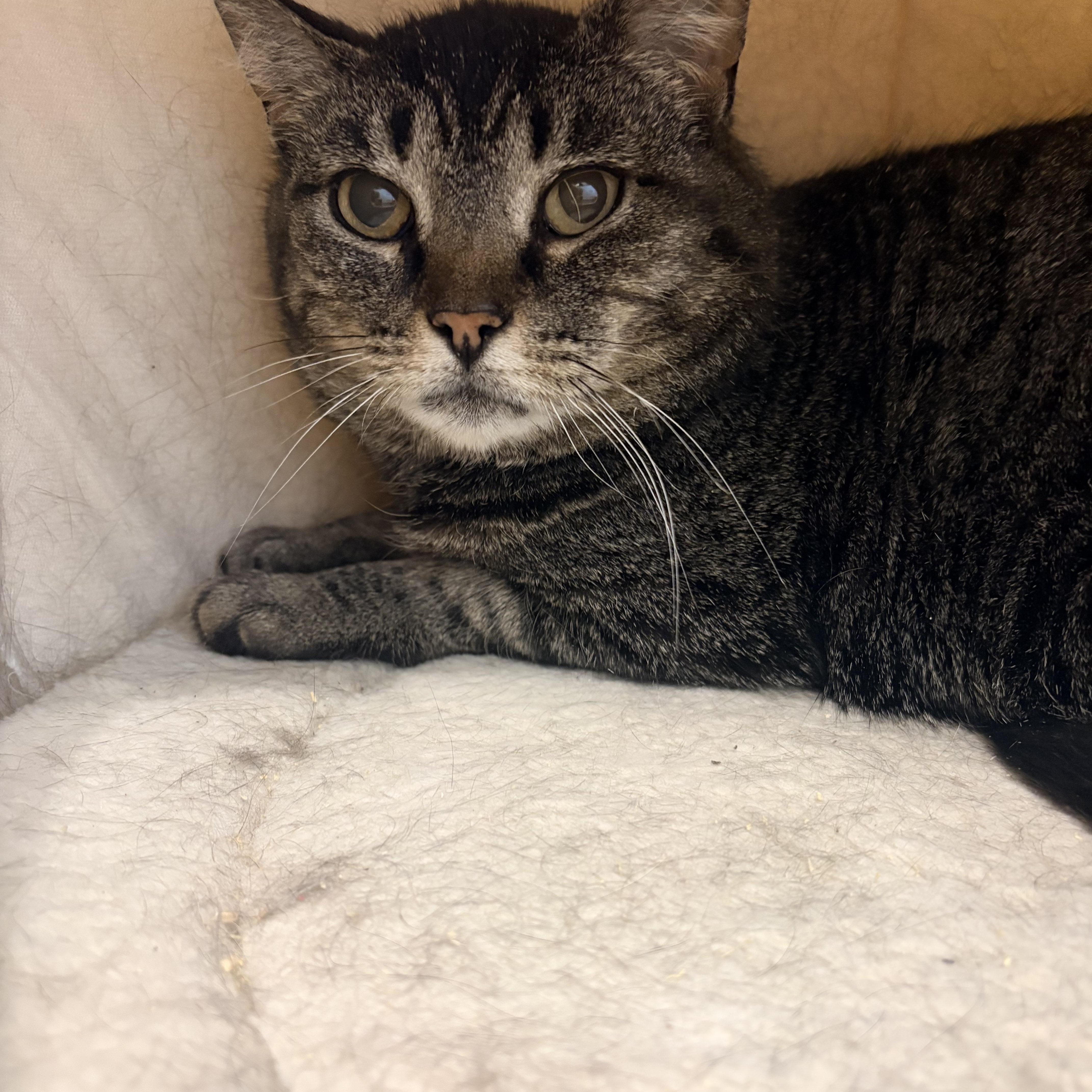 Greta, a ADOPTABLE Domestic Short Hair in Fredericton, NB image 5/6
