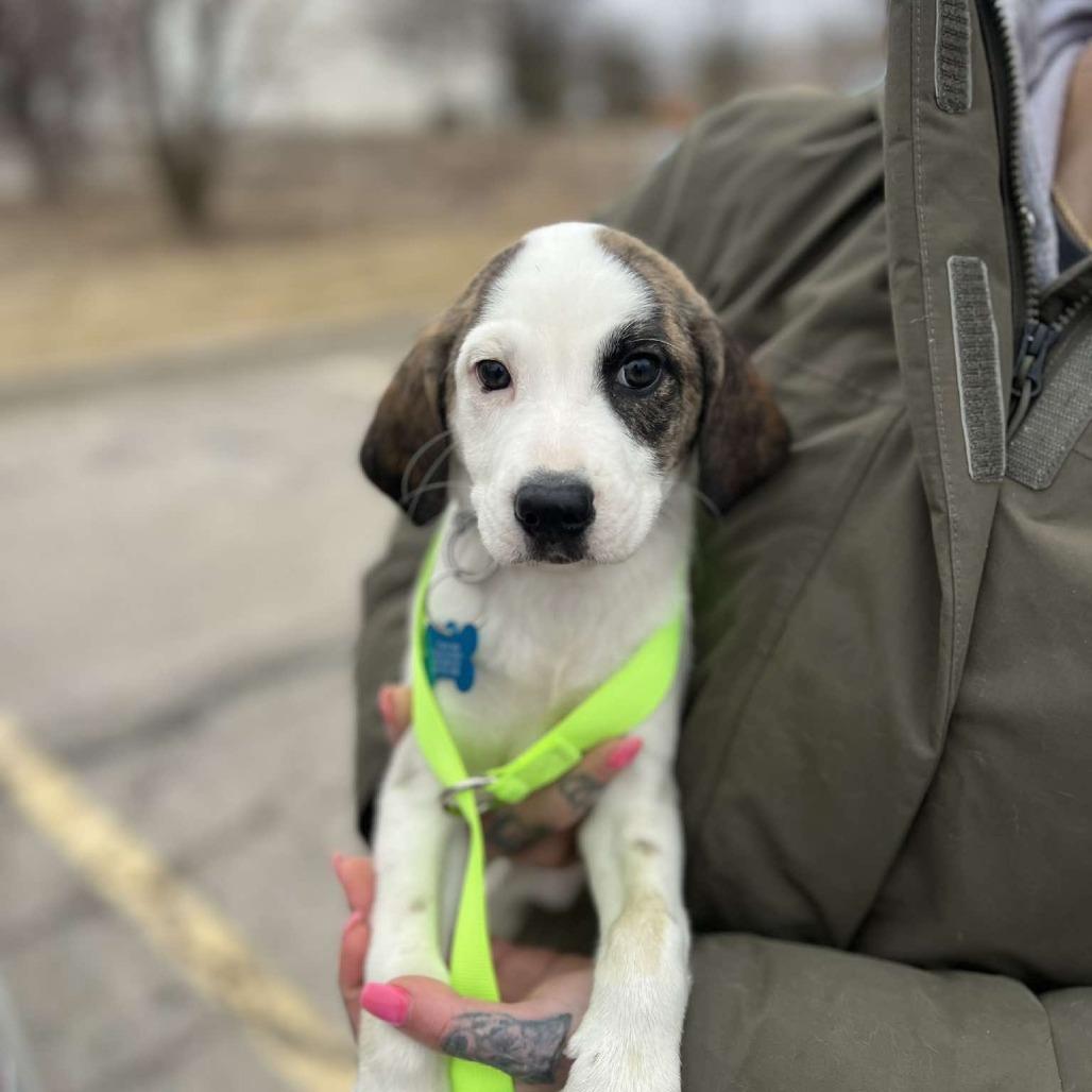 Enlarge Susan, a Adoptable mixed breed in St. Charles, IL image 1/2