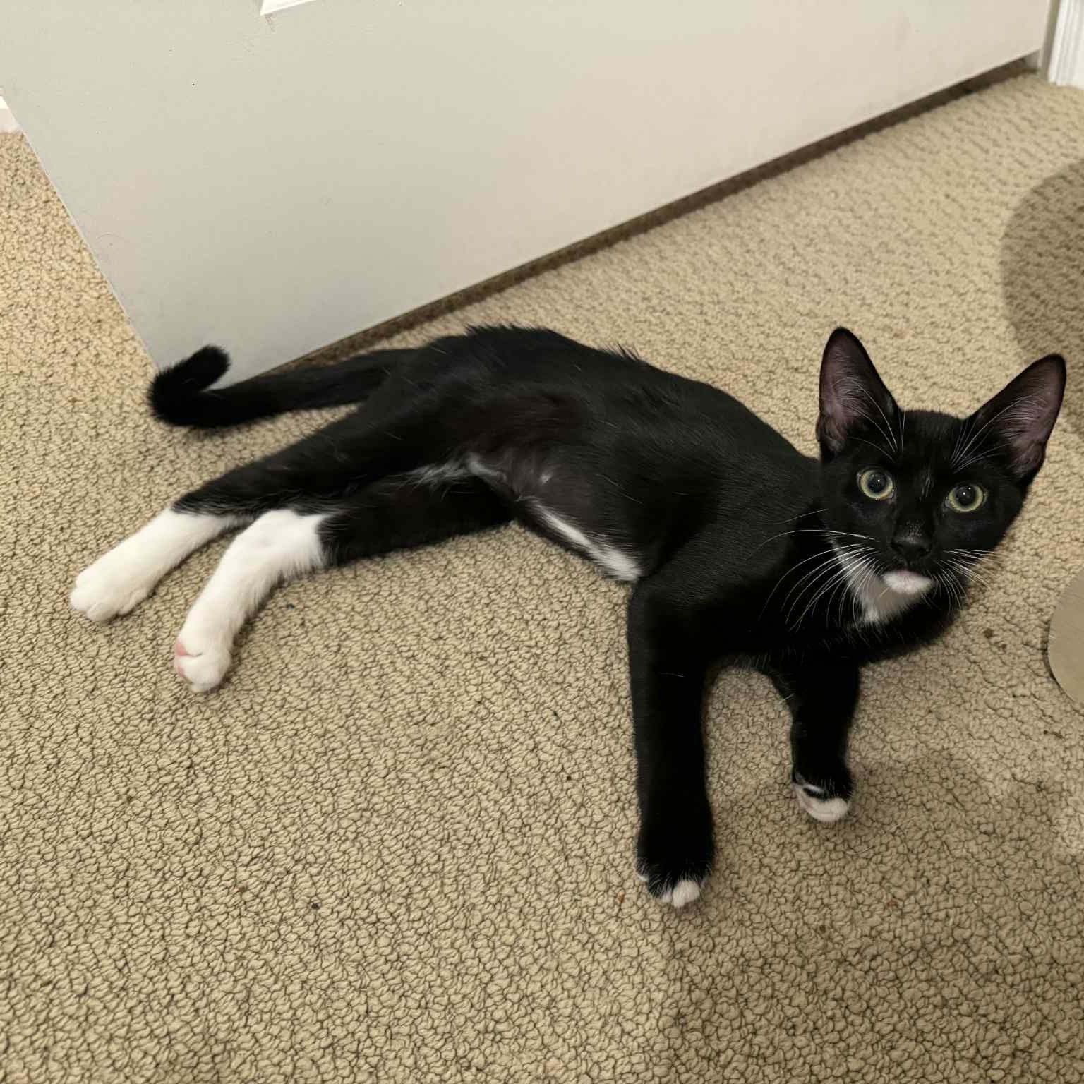 Enlarge Stella (tuxedo), a Adoptable Domestic Short Hair in Allen, TX image 2/6