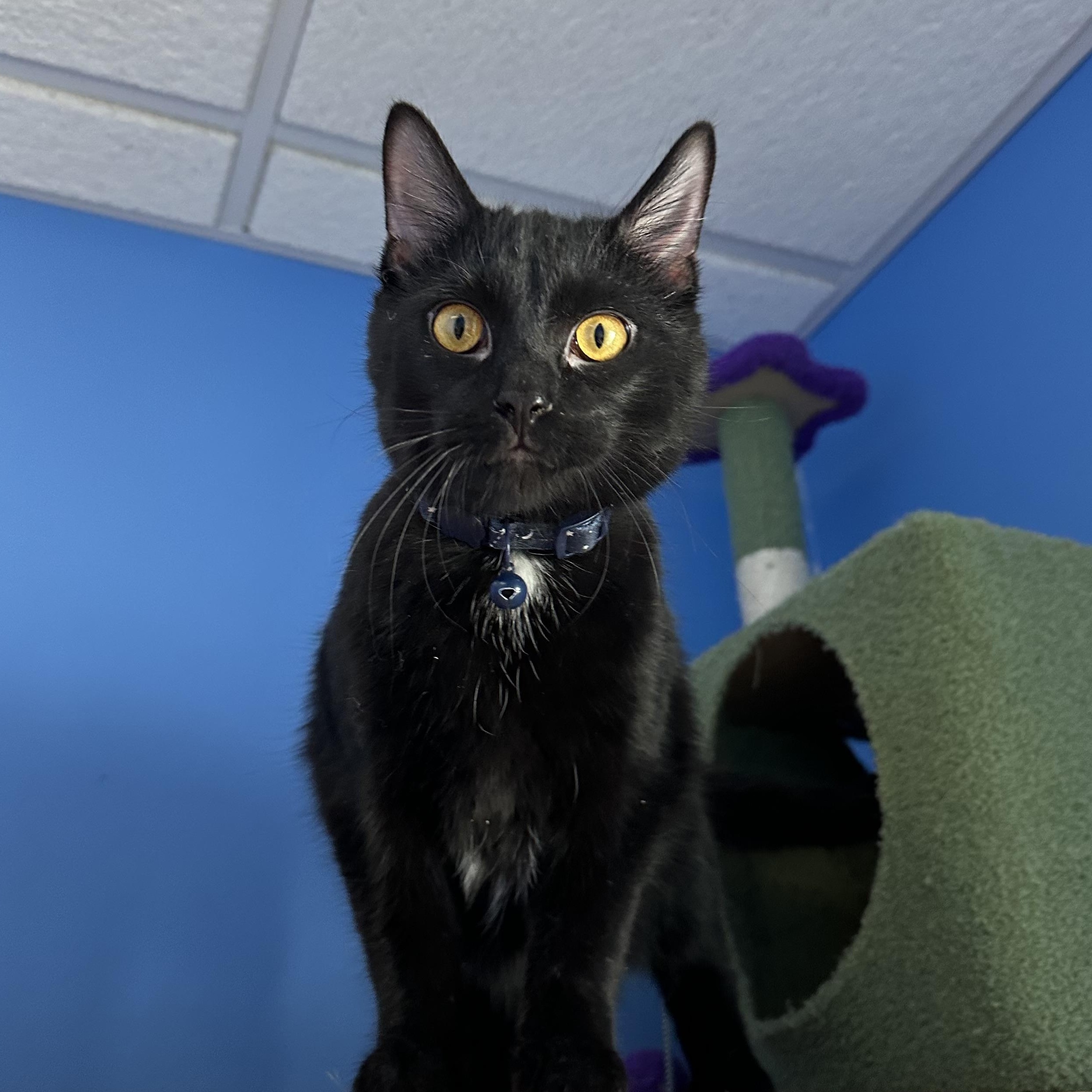 Enlarge Roblox, an adopted Domestic Short Hair in Brookings, SD image 2/2