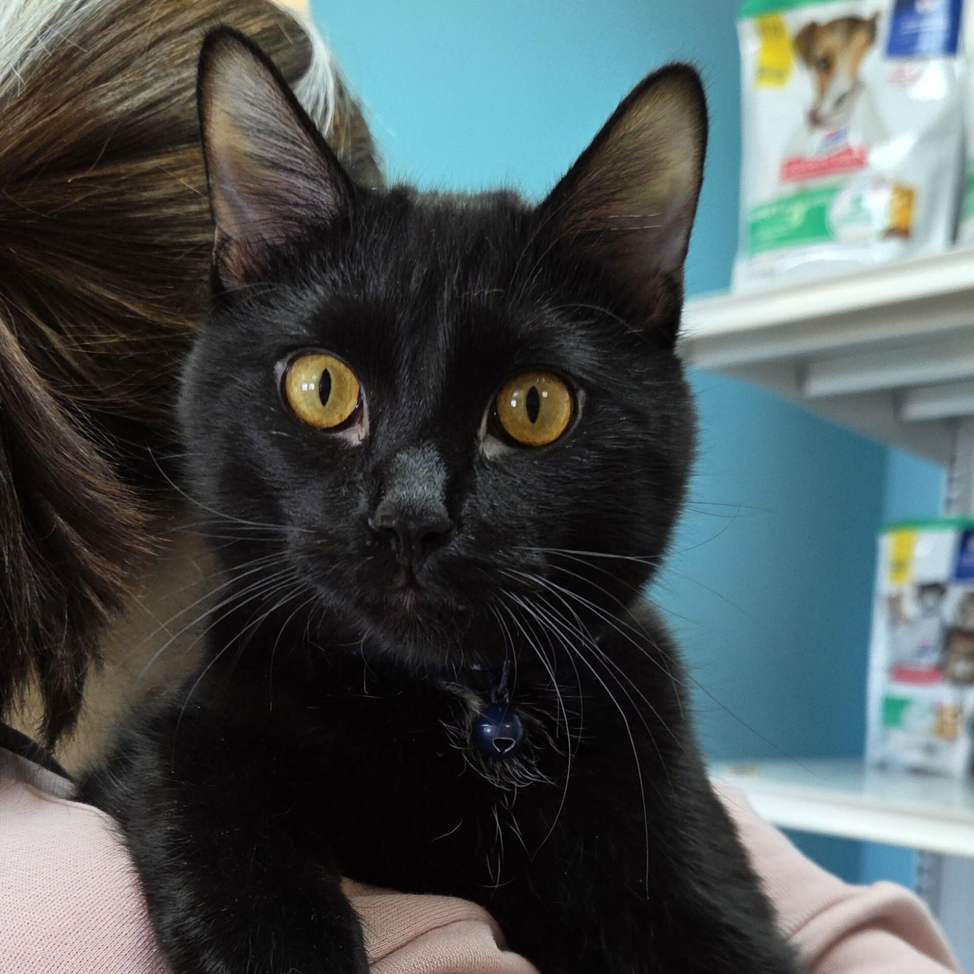 Enlarge Roblox, an adoptable Domestic Short Hair in Brookings, SD image 1/1