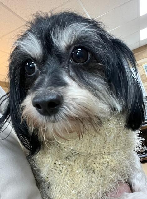 Carly, Adoptable, Adult Female Poodle & Chihuahua.