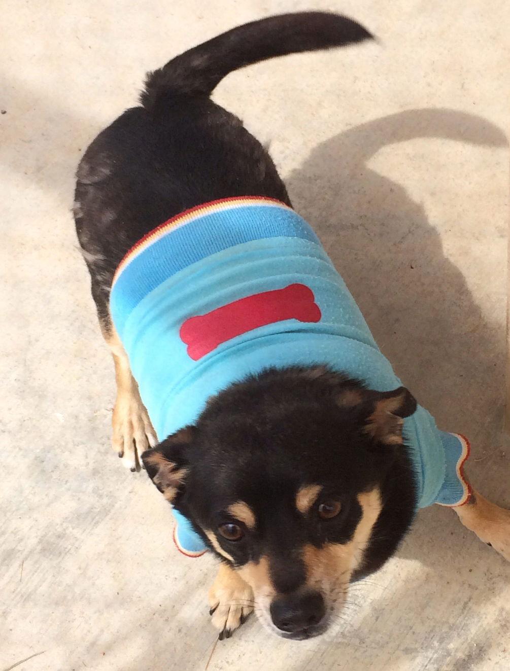 Enlarge Nicky, a Adoptable Chihuahua in Littlerock, CA image 3/3