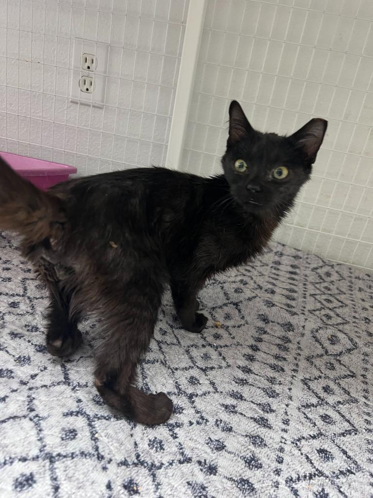 Nero, Adoptable, Kitten Male Domestic Short Hair.