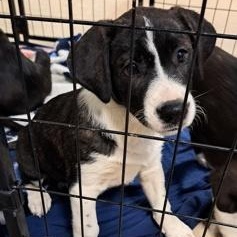 Enlarge Dice, an adopted Mixed Breed in Mishawaka, IN image 3/3