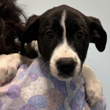 Dice, adopted, Puppy Female Mixed Breed.