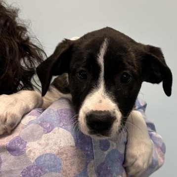 Enlarge Dice, an adopted Mixed Breed in Mishawaka, IN image 2/3