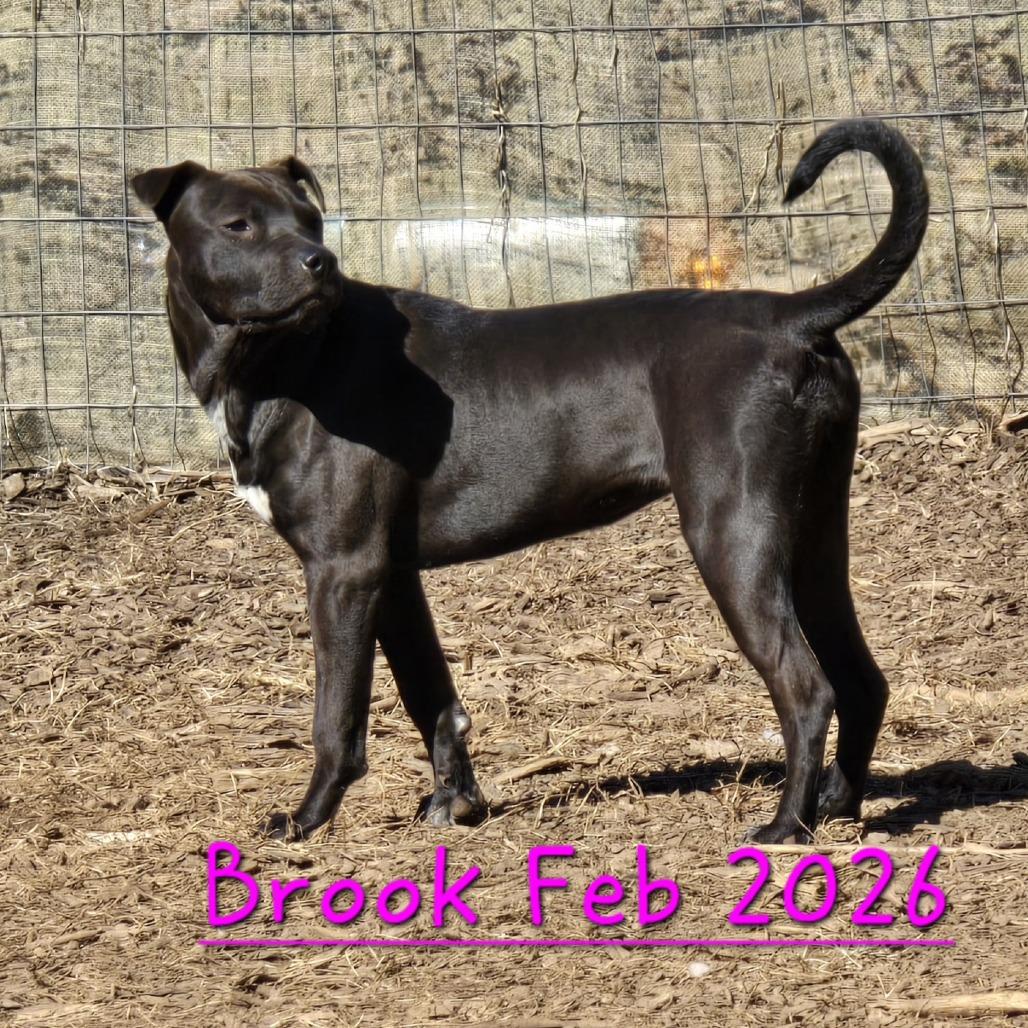 Brook (Coopers Corner), Adoptable, Young Female Shar-Pei & Feist.