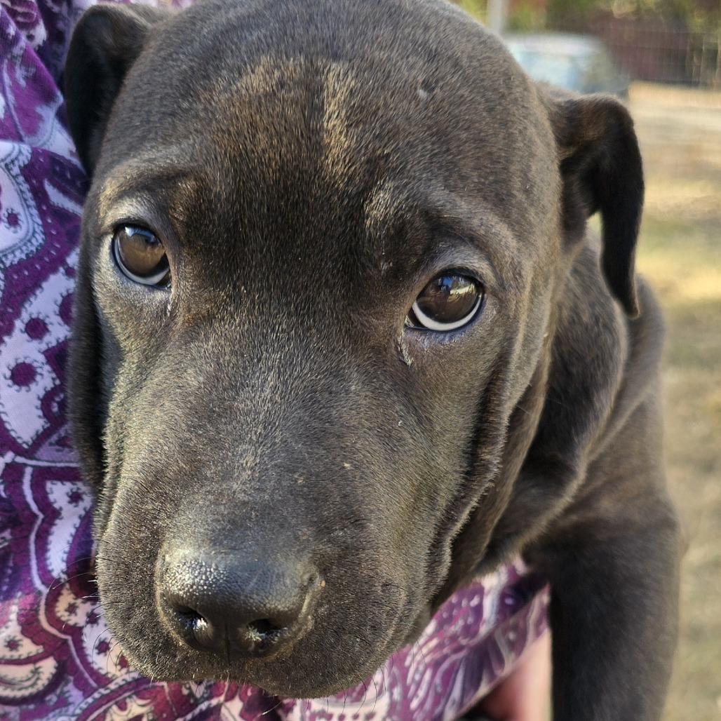 Brook (Coopers Corner), Adoptable, Puppy Female Shar-Pei & Feist.