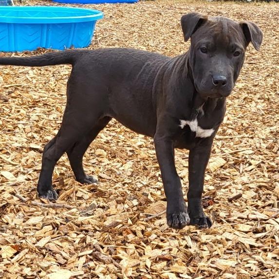 Brook (Coopers Corner), a Adoptable mixed breed in Lenoir, NC image 2/3