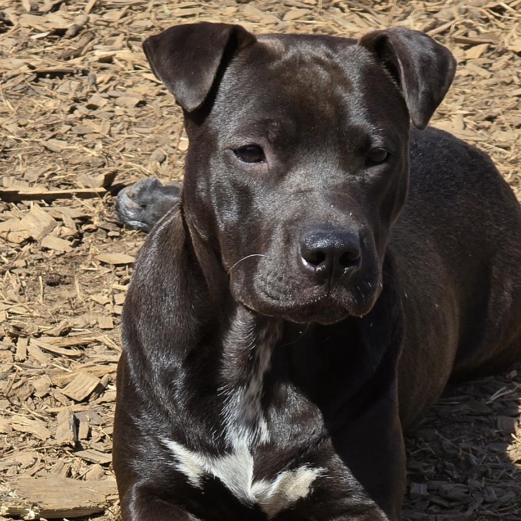Enlarge Brook (Coopers Corner), a Adoptable mixed breed in Lenoir, NC image 4/5