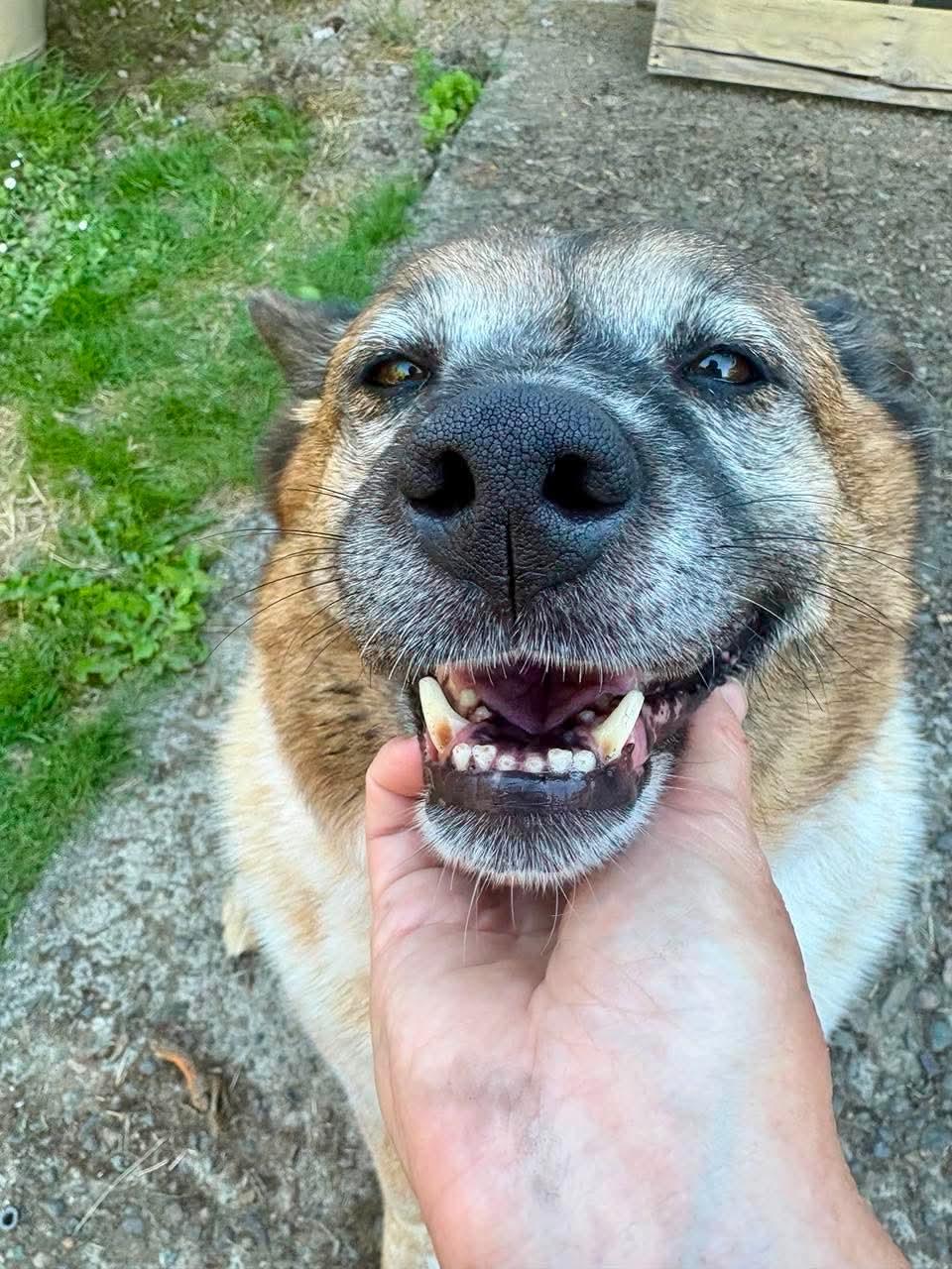 Tawny, an adopted Australian Cattle Dog / Blue Heeler in Beavercreek, OR image 6/6