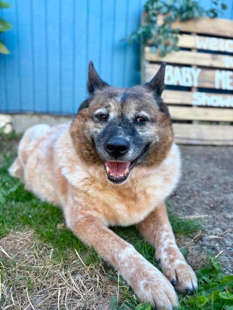 Tawny, adopted, Senior Female Australian Cattle Dog / Blue Heeler.