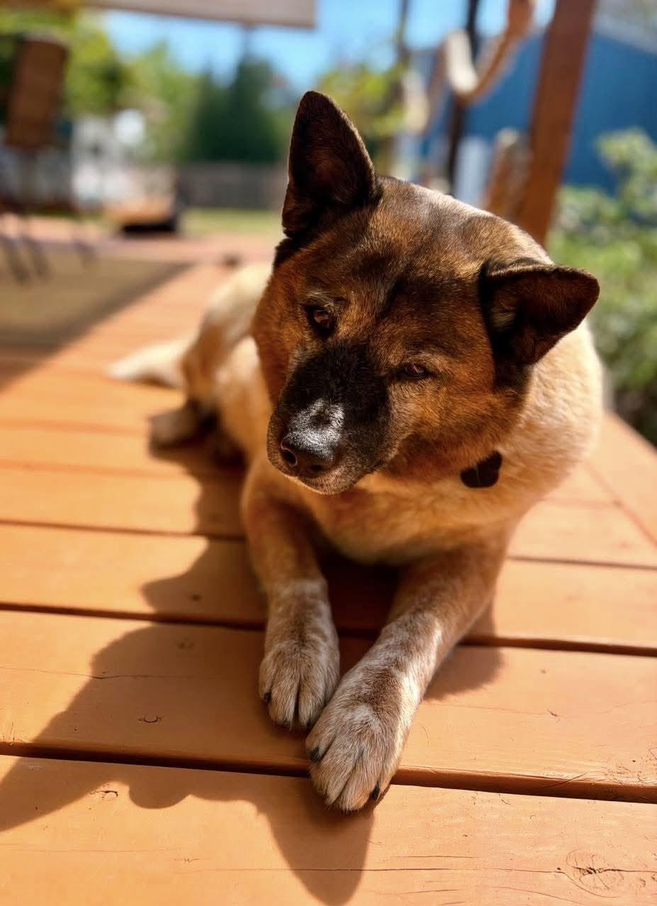 Tawny, an adopted Australian Cattle Dog / Blue Heeler in Beavercreek, OR image 4/6
