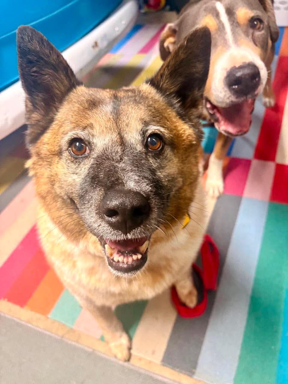 Tawny, an adopted Australian Cattle Dog / Blue Heeler in Beavercreek, OR image 2/6