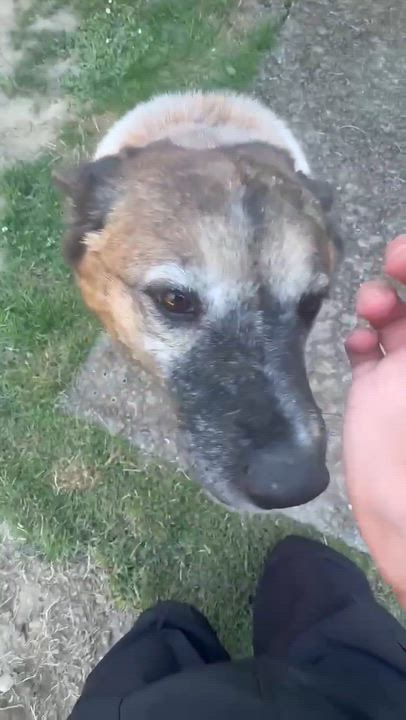 Enlarge Tawny, an adopted Australian Cattle Dog / Blue Heeler in Beavercreek, OR video 5/6
