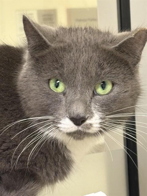 BETTY SPAGHETTI, Adoptable, Adult Female Domestic Short Hair.