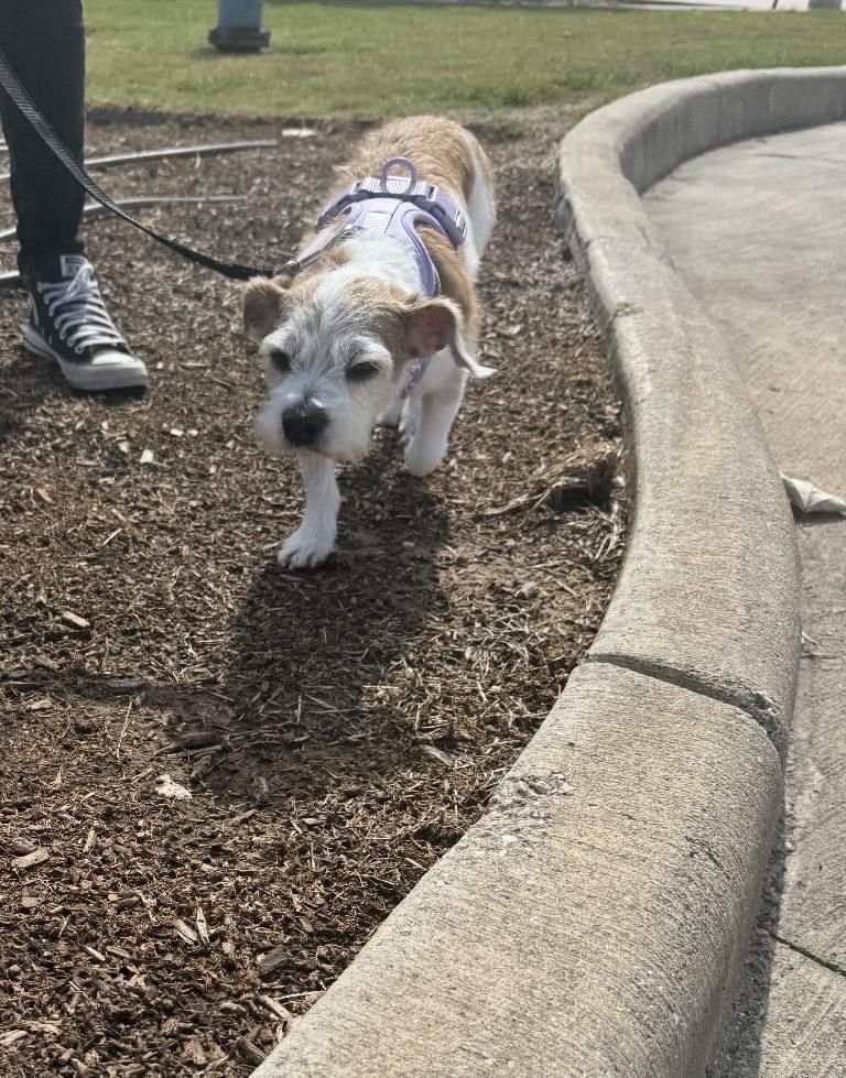 Enlarge JD, a Adopted Parson Russell Terrier in Mabank, TX image 2/4