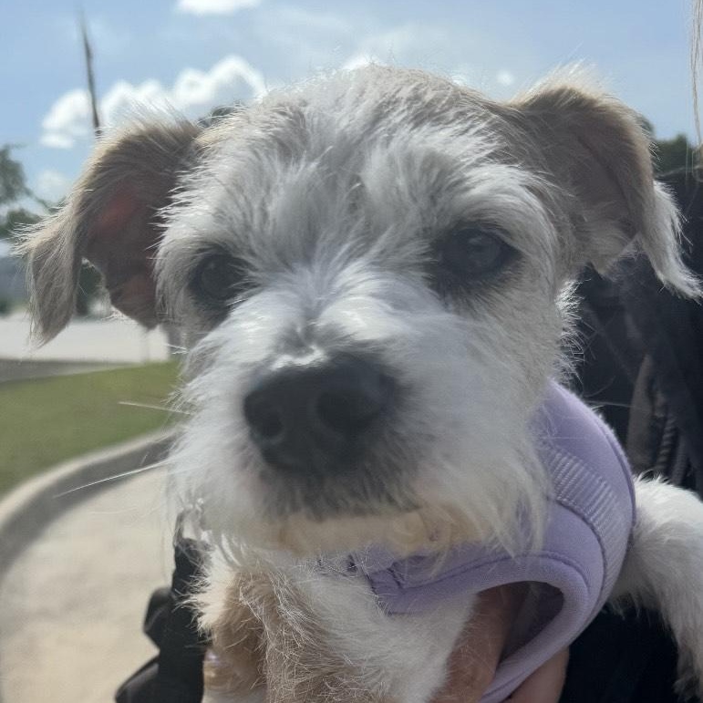 JD, Adopted, Adult Male Parson Russell Terrier.