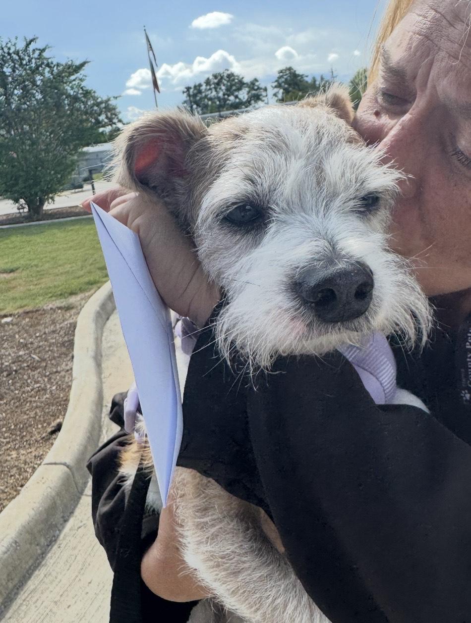 Enlarge JD, a Adopted Parson Russell Terrier in Mabank, TX image 3/4