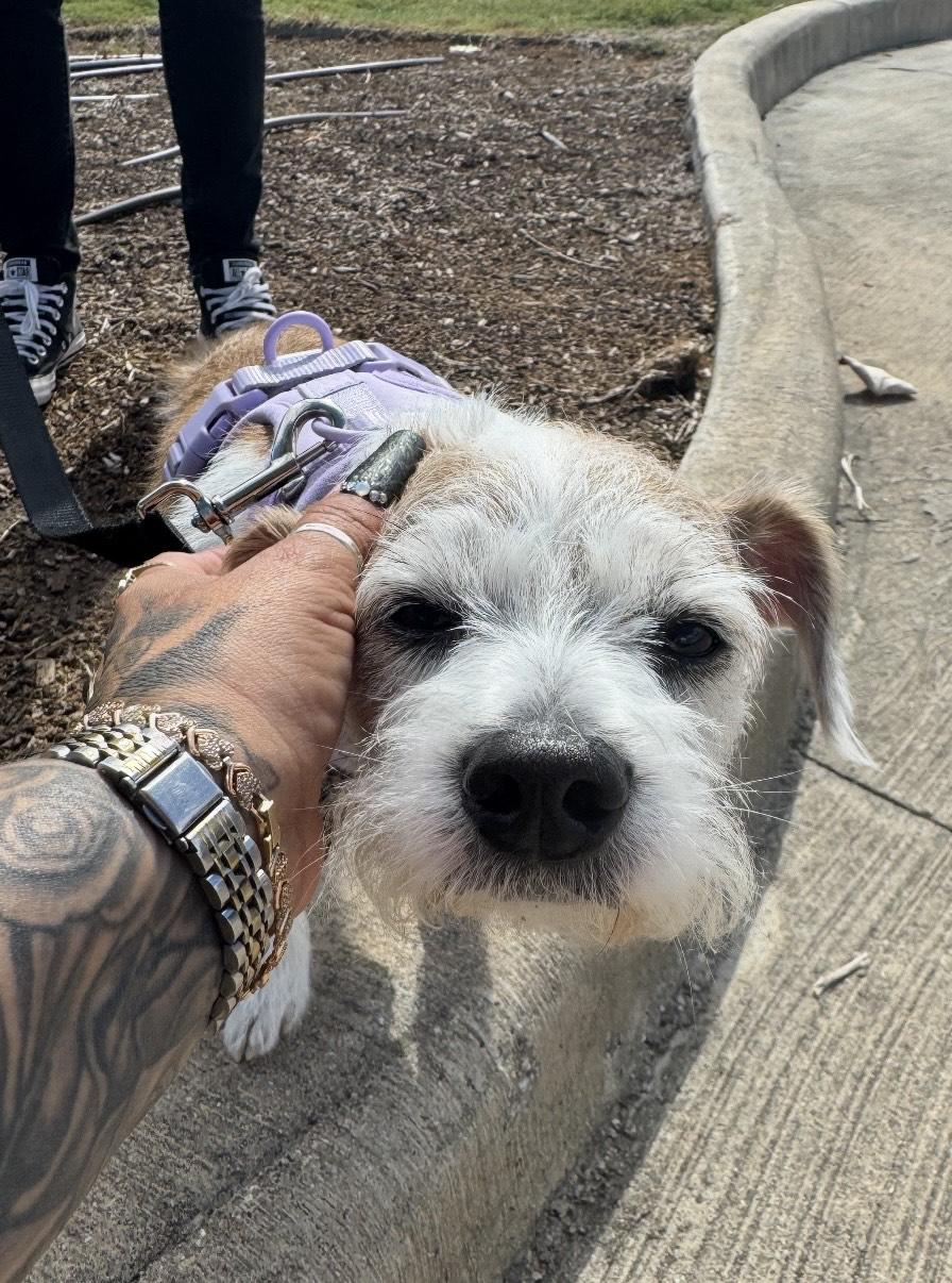 Enlarge JD, a Adopted Parson Russell Terrier in Mabank, TX image 4/4