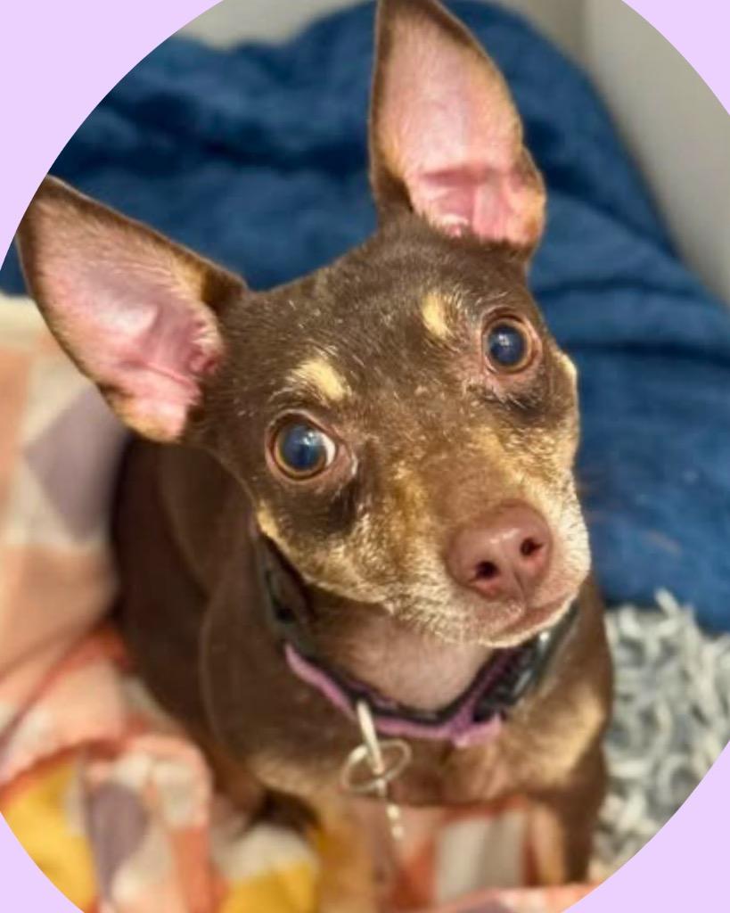 Cleo, Adoptable, Adult Female Chihuahua.
