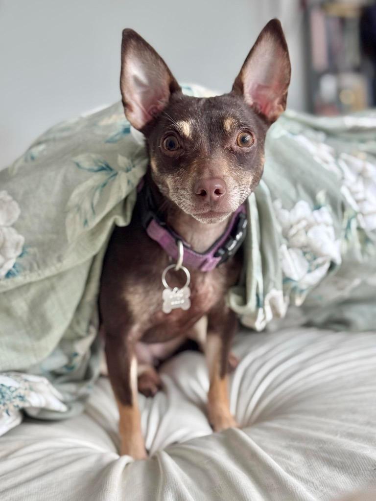Enlarge Cleo, a Adoptable Chihuahua in Bryan, TX image 2/3