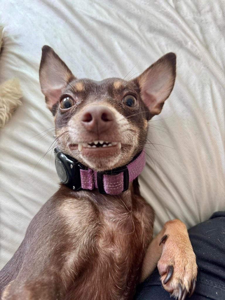 Enlarge Cleo, a Adoptable Chihuahua in Bryan, TX image 3/3