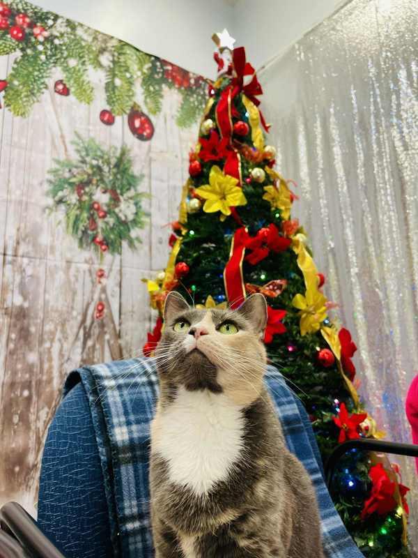 Cannoli, Adoptable, Adult Female Domestic Short Hair.