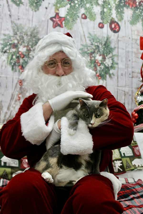 Enlarge Cannoli, a Adoptable mixed breed in Indiana, PA image 2/6