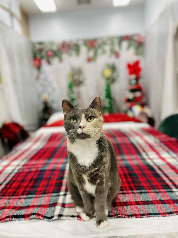Enlarge Cannoli, a Adoptable mixed breed in Indiana, PA image 3/6