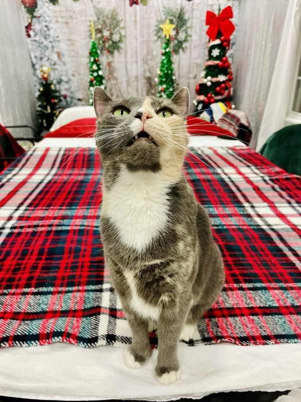 Enlarge Cannoli, a Adoptable mixed breed in Indiana, PA image 4/6