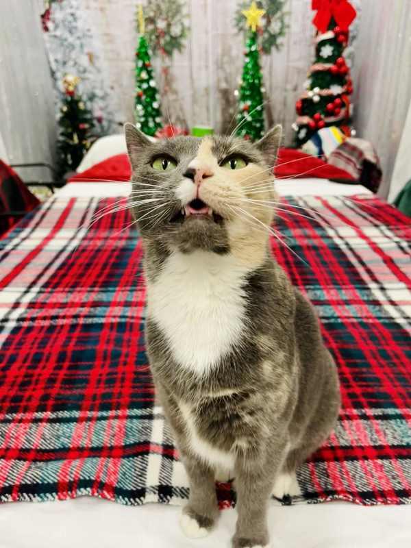 Enlarge Cannoli, a Adoptable mixed breed in Indiana, PA image 5/6