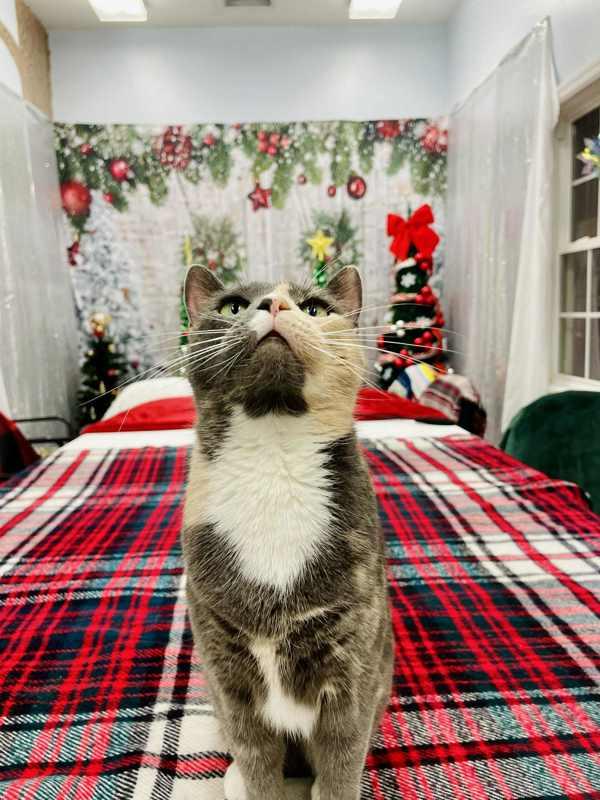 Enlarge Cannoli, a Adoptable mixed breed in Indiana, PA image 6/6