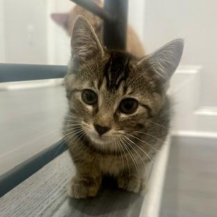 Milo, Adoptable, Kitten Male Domestic Short Hair.